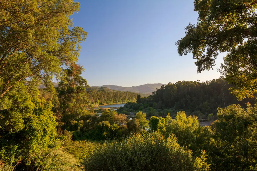 Paisagem do Minho com floresta e rio — tours Vinho Verde e vilas históricas · Táxi Afonso · 06 Caminha